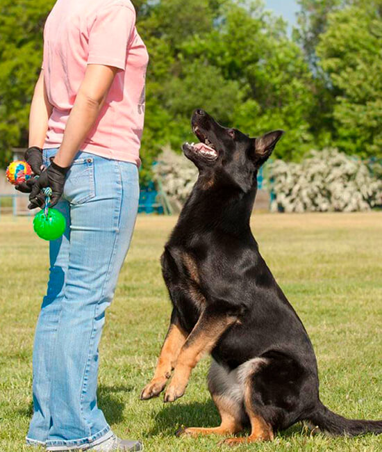 Un perro esperando la instrucción de su adiestrador