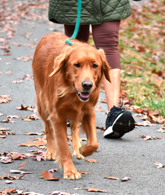 Un perro con correa paseando con su cuidador