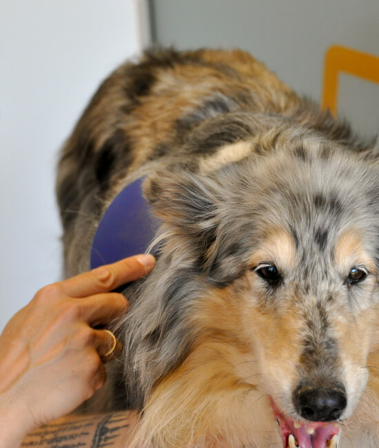 Un perro siendo cepillado tras un corte de pelo