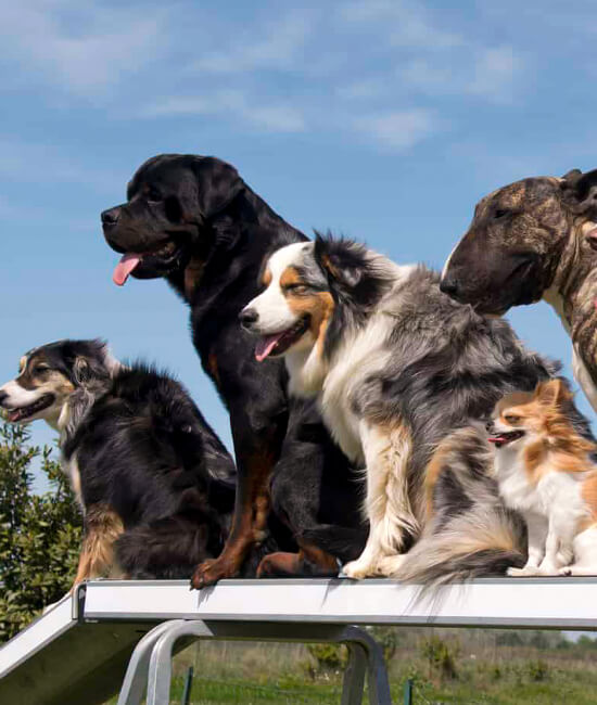 Un grupo de perros encima de un banco al aire libre